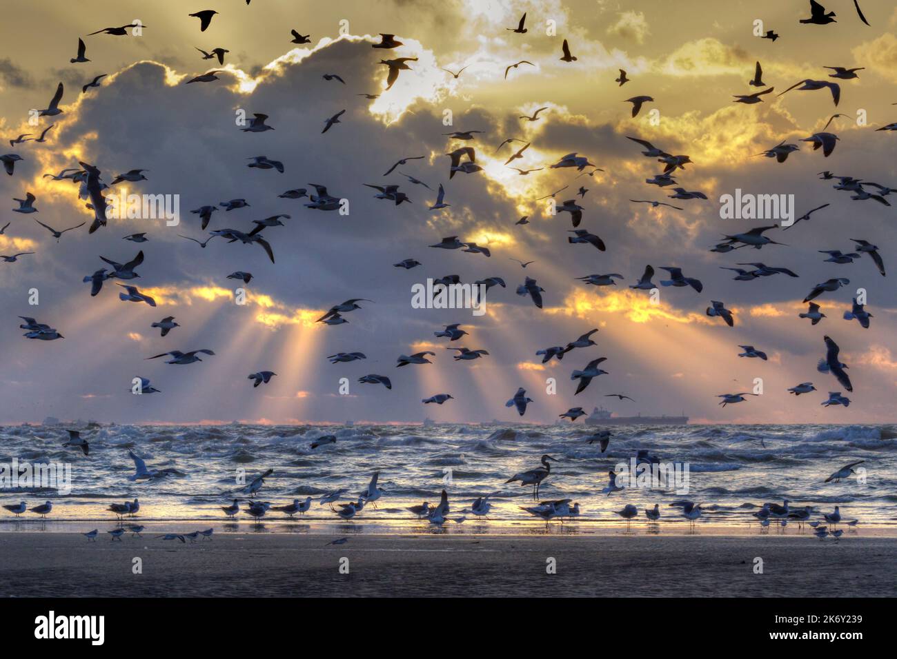 Zugvögel an der Küste des Golfs von Mexiko bei Sonnenaufgang, Galveston, Texas, USA Stockfoto
