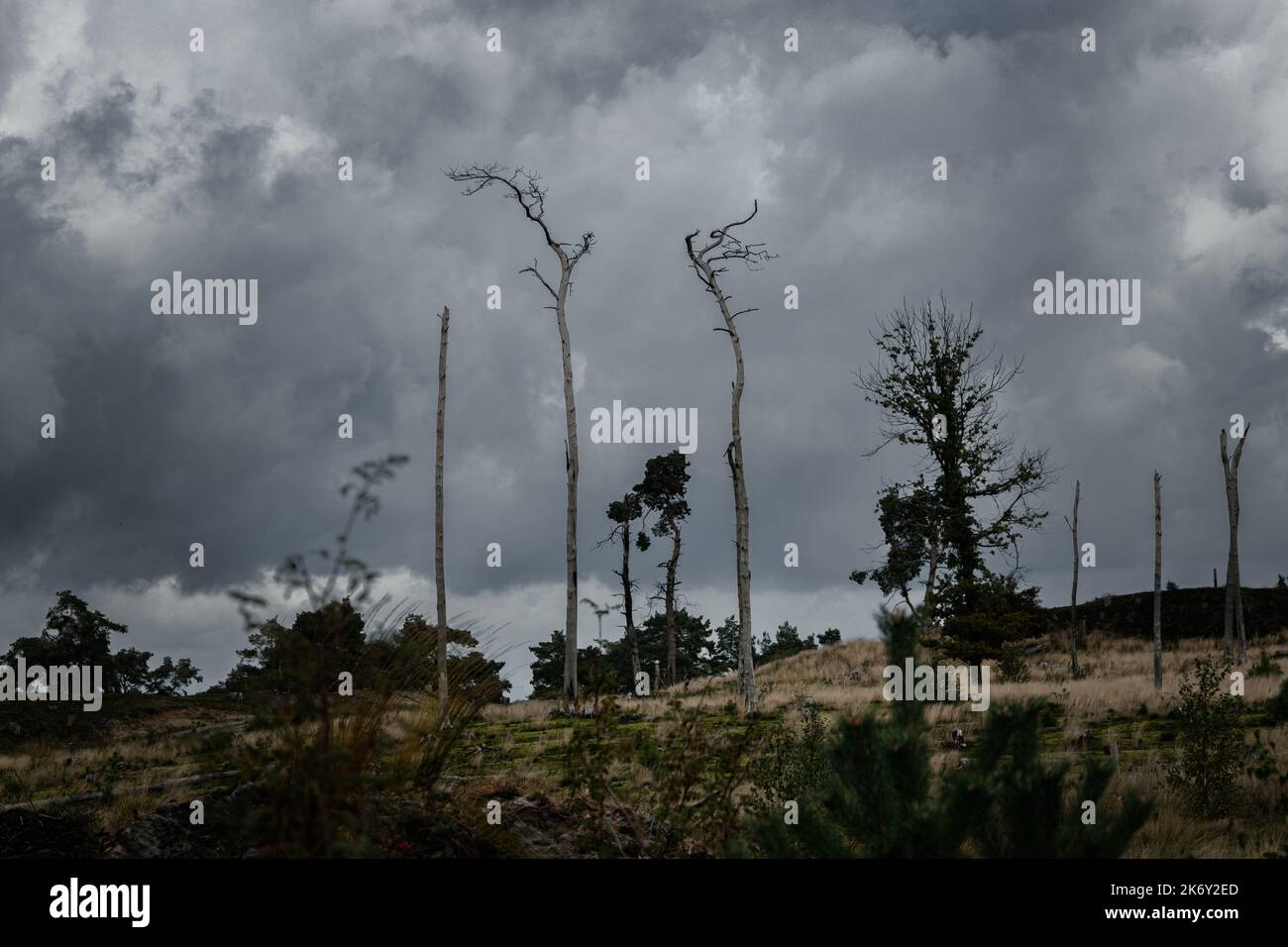 Gruselige Landschaft mit toten Bäumen. Stimmungsvolles gruseliges Foto Stockfoto