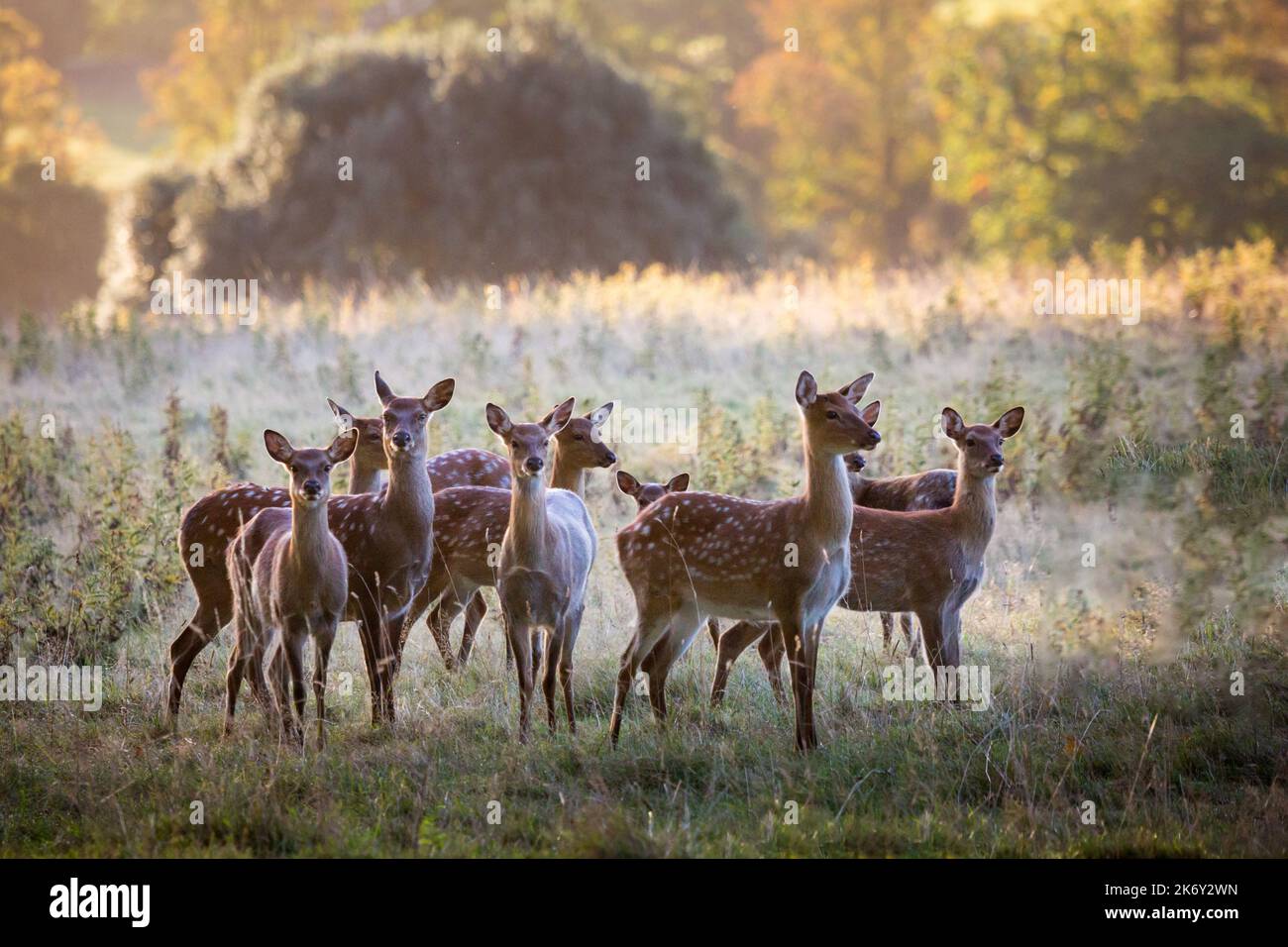 Damwild (Dama Dama), Häufig: Kastanie Fell mit weißen mottles, ist es im Sommer mit viel dunkler, unbefleckt Mantel im Winter ausgesprochen. Stockfoto
