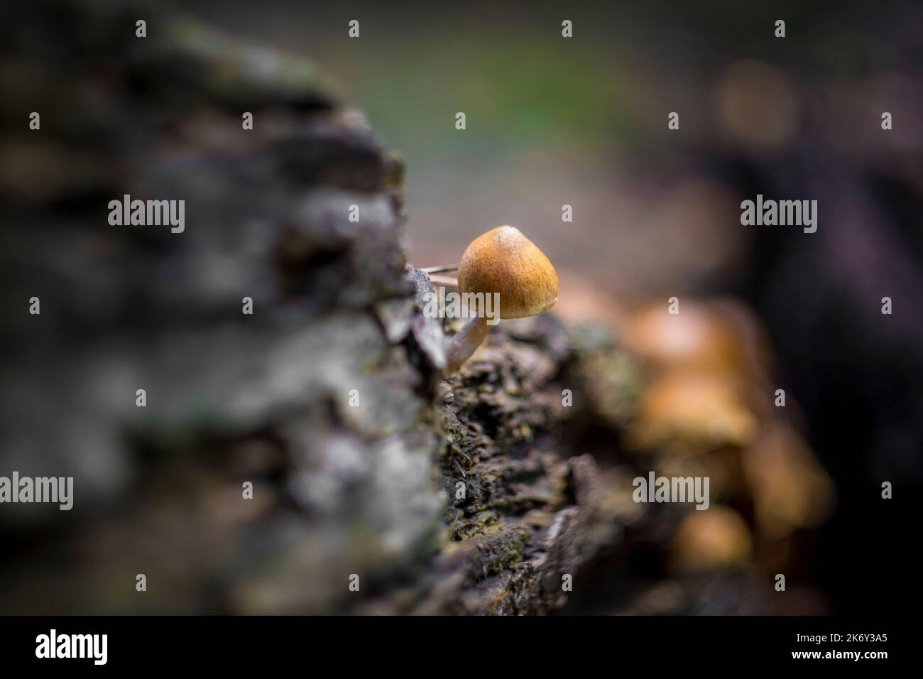 Gymnopilus sapineus, allgemein bekannt als schuppiger Rustgill, ist ein kleiner und weit verbreiteter Pilz, der in dichten Büscheln auf totem Nadelholz wächst Stockfoto