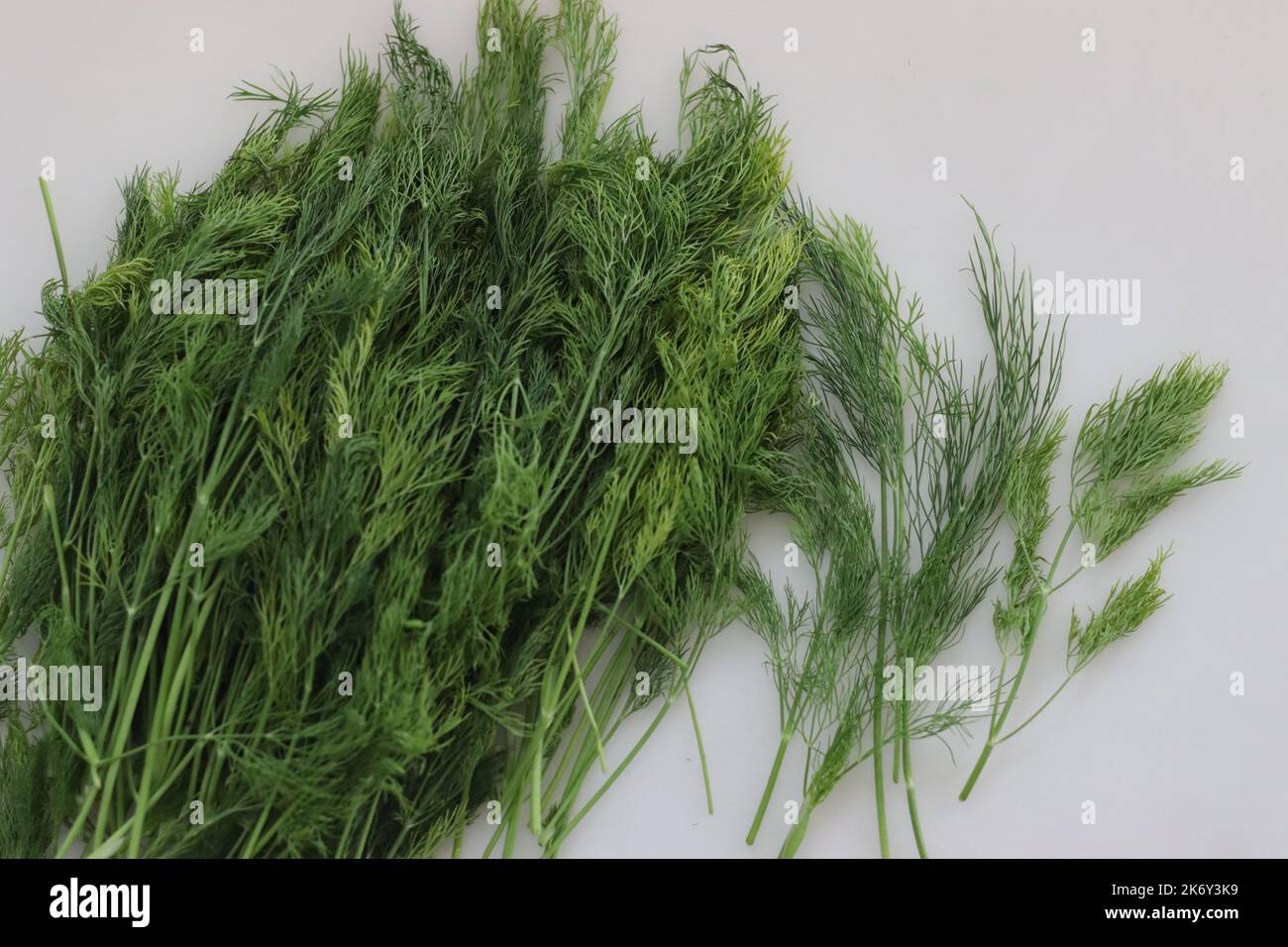 Dill-Blätter, auch bekannt als Dill-Unkraut ist ein grünes Blattgemüse, das unglaubliche therapeutische Vorteile und kulinarische Anwendungen hat. Es hat einen einzigartigen Schimmer Stockfoto