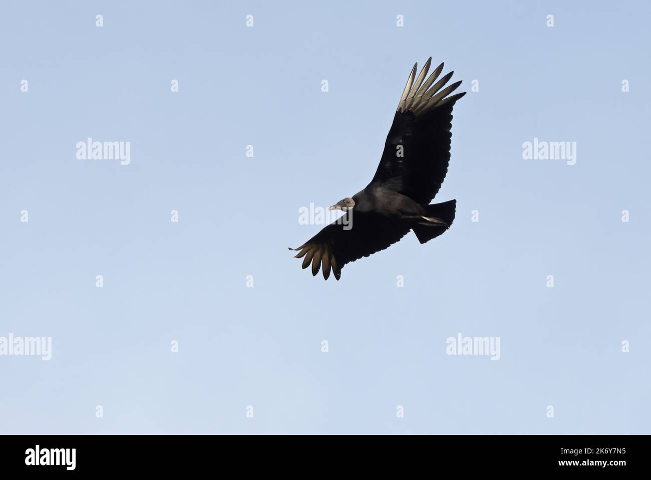 Amerikanischer Schwarzgeier (Coragyps atratus brasiliensis) Erwachsener auf dem Flug Pantanal, Brasilien. Juli Stockfoto