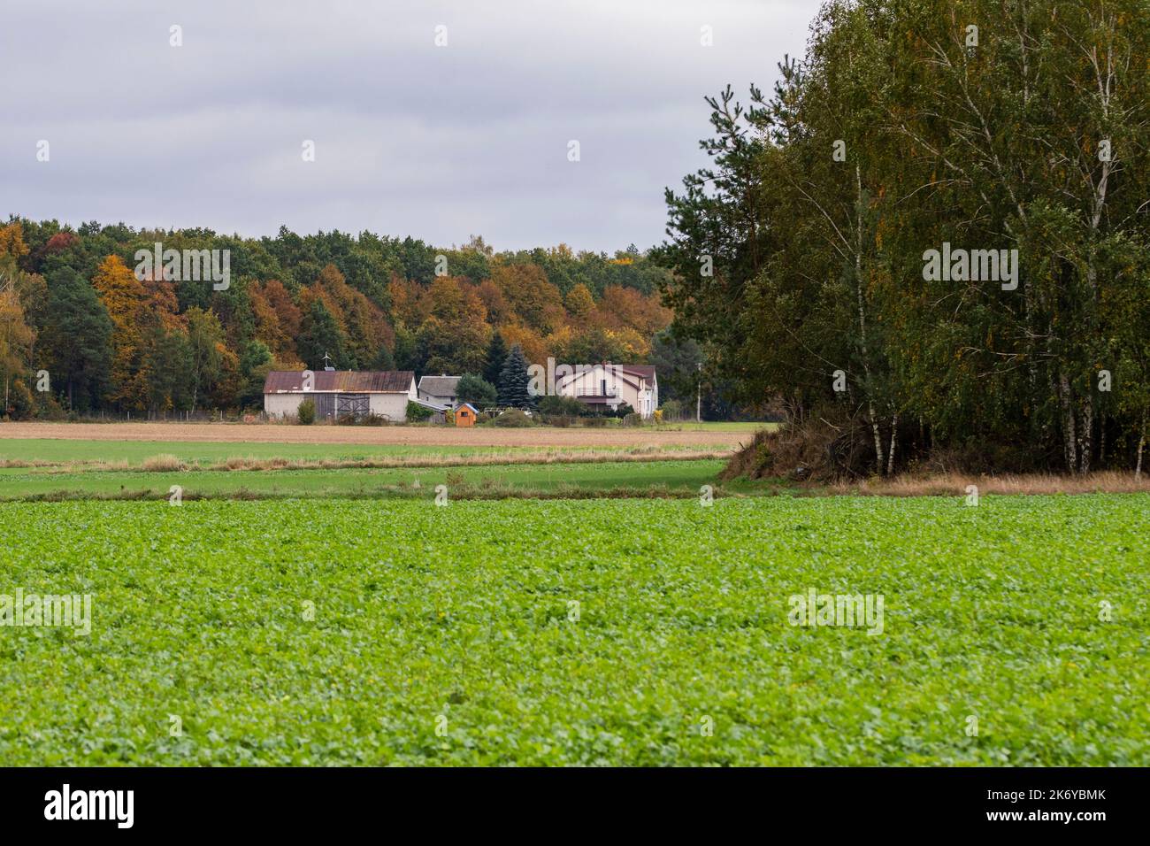 Ein Haus und Lebensraum am Rande eines Ackerlandes und eines Waldes an einem klaren Herbsttag. Stockfoto