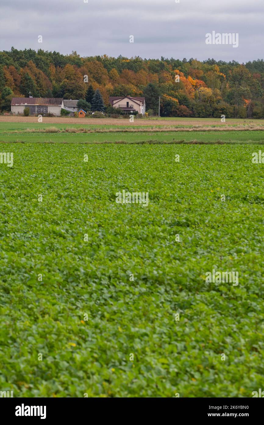 Ein Haus und Lebensraum am Rande eines Ackerlandes und eines Waldes an einem klaren Herbsttag. Stockfoto