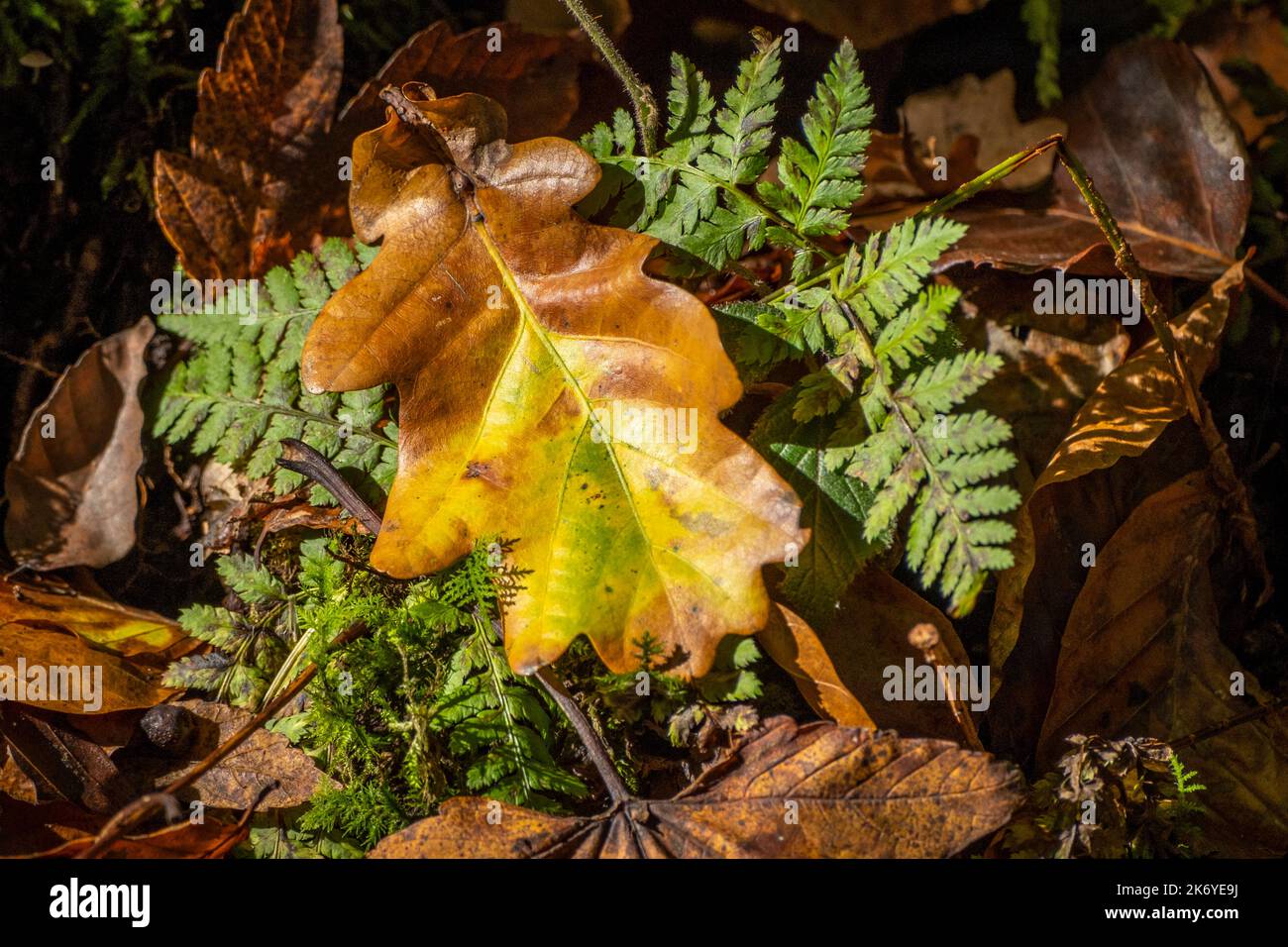 Bunte Blätter im Wald in Österreich Stockfoto