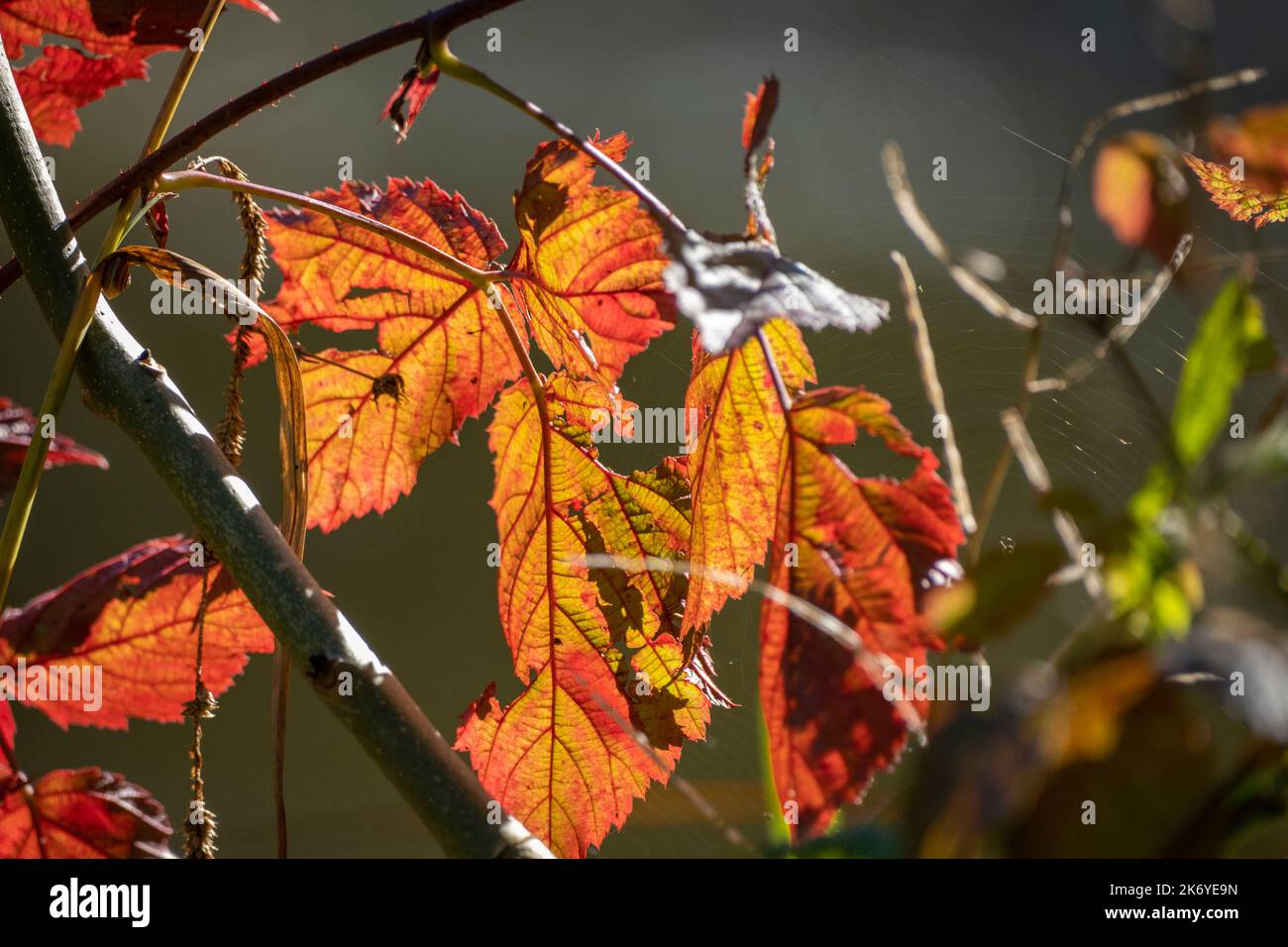 Bunte Blätter im Wald in Österreich Stockfoto