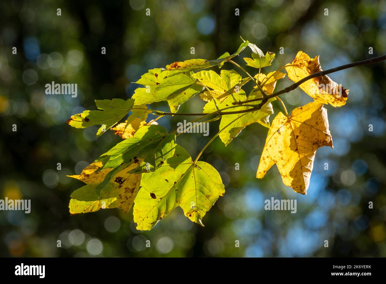 Bunte Blätter im Wald in Österreich Stockfoto