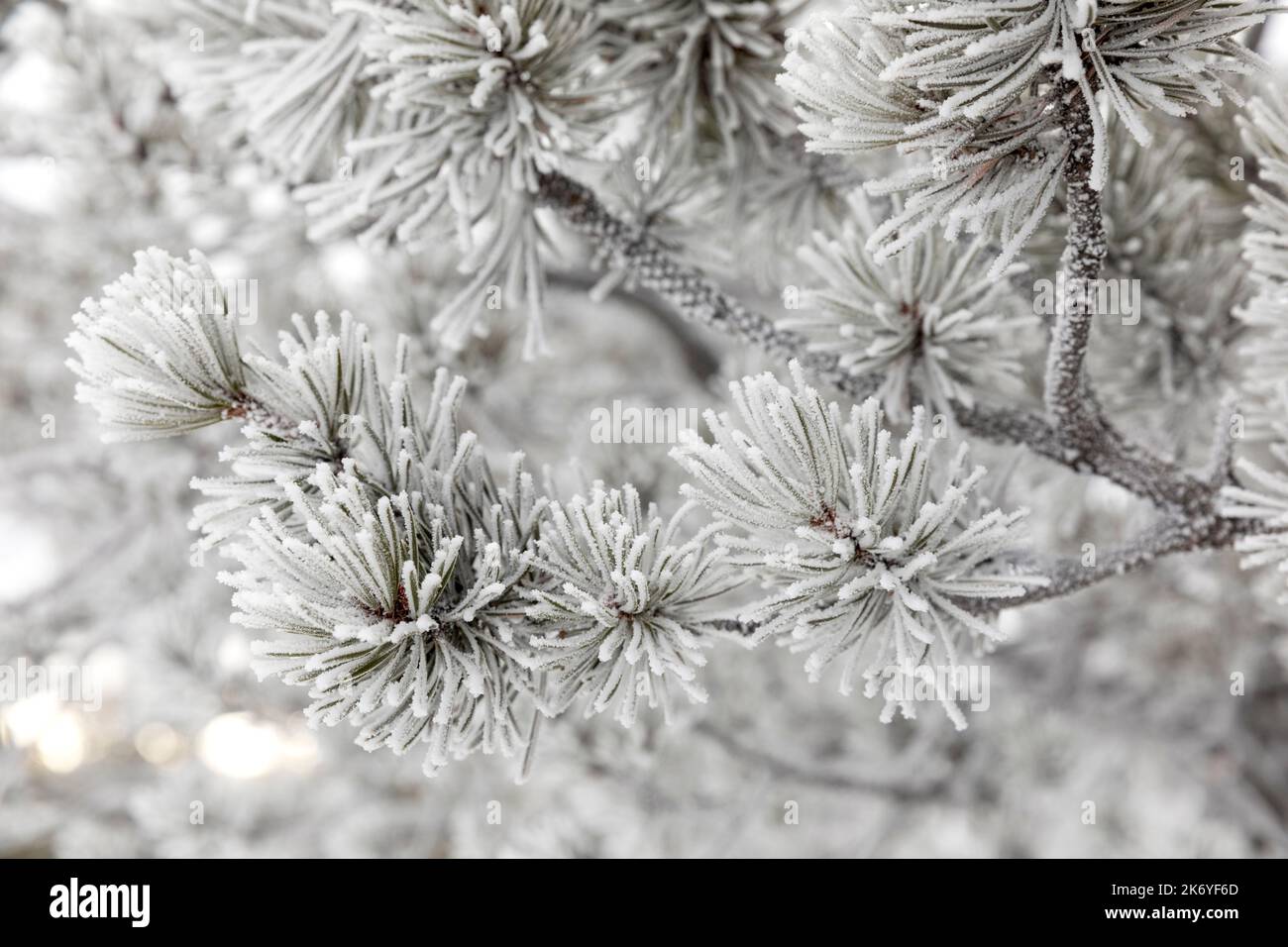 WY05109-00....Wyoming - Winterfrostbäume in der Fountain Paint Pot Area, Yellowstone National Park. Stockfoto