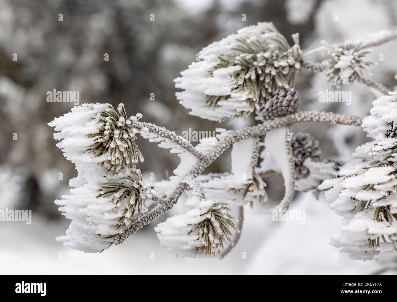 WY05110-00....Wyoming - Winterfrostbäume in der Fountain Paint Pot Area, Yellowstone National Park. Stockfoto