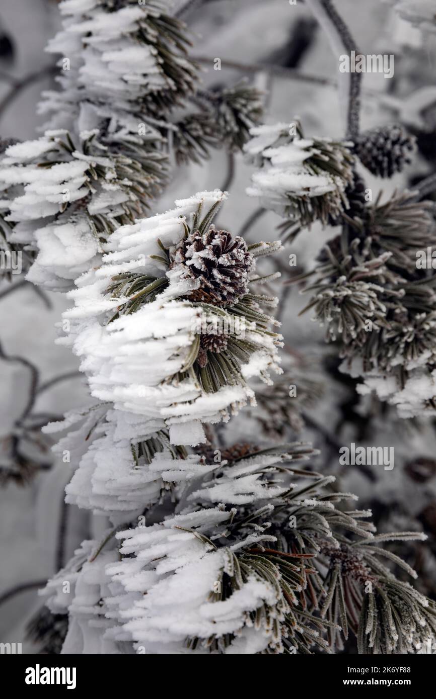 WY05111-00....Wyoming - Winterfrostbäume in der Fountain Paint Pot Area, Yellowstone National Park. Stockfoto