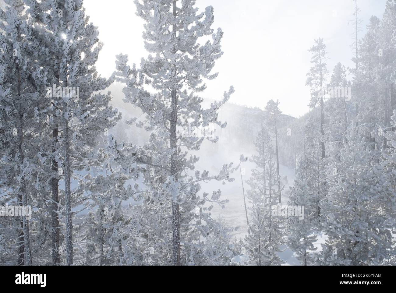 WY05116-00....Wyoming - Frosted Trees im Yellowstone National Park. Stockfoto