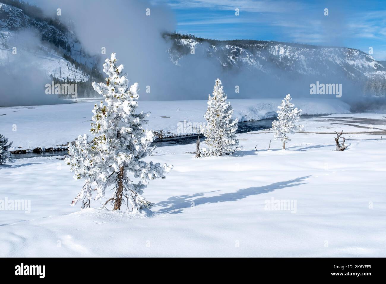 WY05125-00....Wyoming - Mattierte Bäume entlang des Firehole River im Yellowstone National Park. Stockfoto