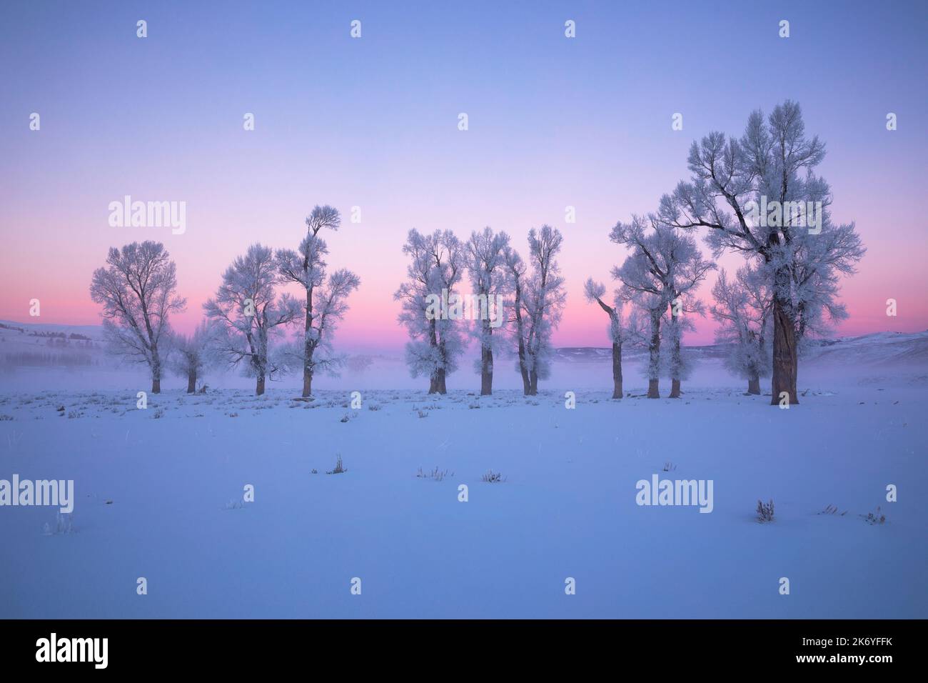 WY05127-00....Wyoming - Frostbäume bei Sonnenaufgang im Lamar Valley des Yellowstone National Park. Stockfoto