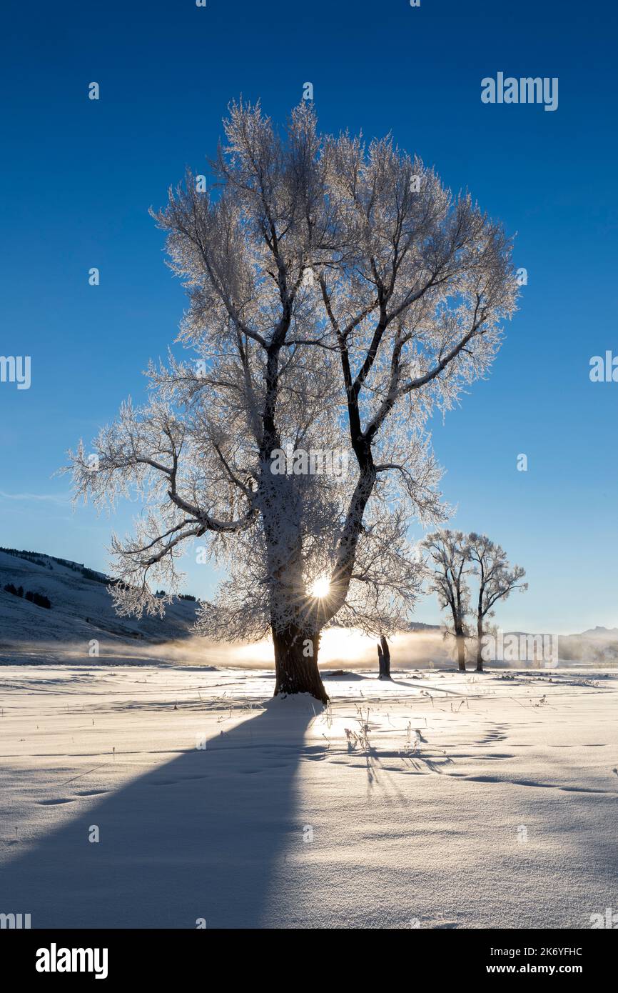WY05129-00....Wyoming - Frostbäume bei Sonnenaufgang im Lamar Valley des Yellowstone National Park. Stockfoto