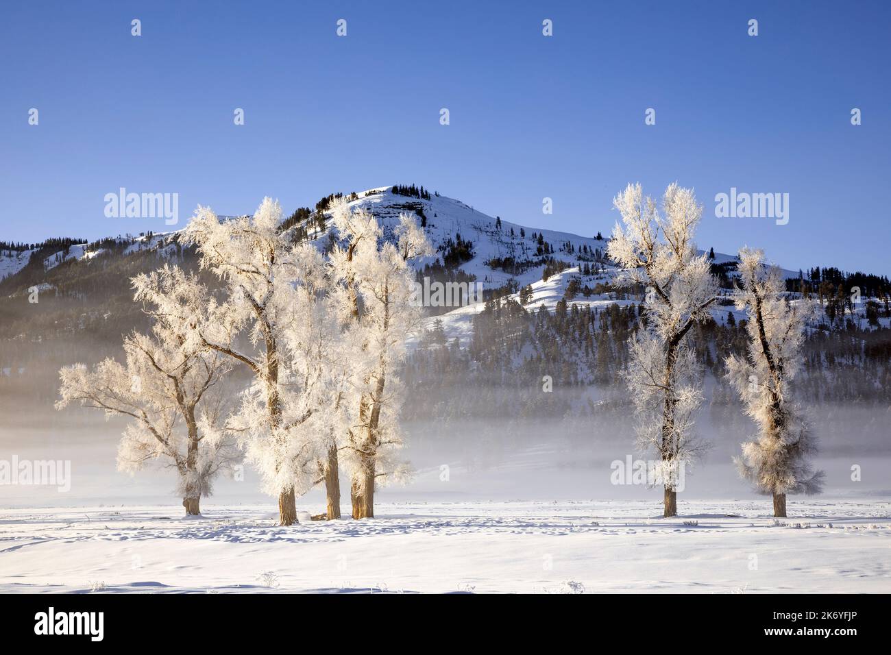 WY05131-00....Wyoming - Mattierte Bäume im Lamar Valley des Yellowstone National Park. Stockfoto