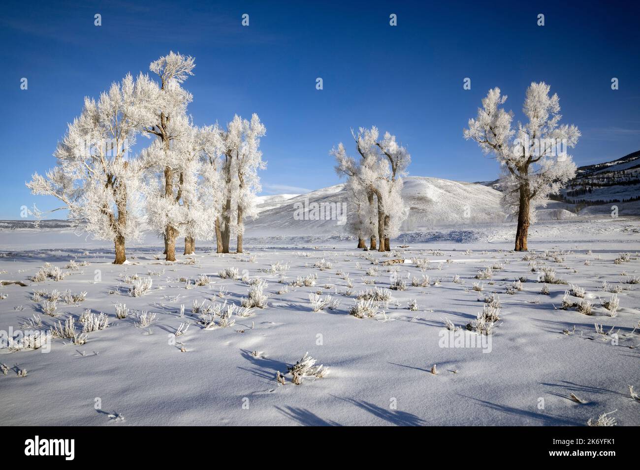 WY05132-00....Wyoming - Mattierte Bäume im Lamar Valley des Yellowstone National Park. Stockfoto