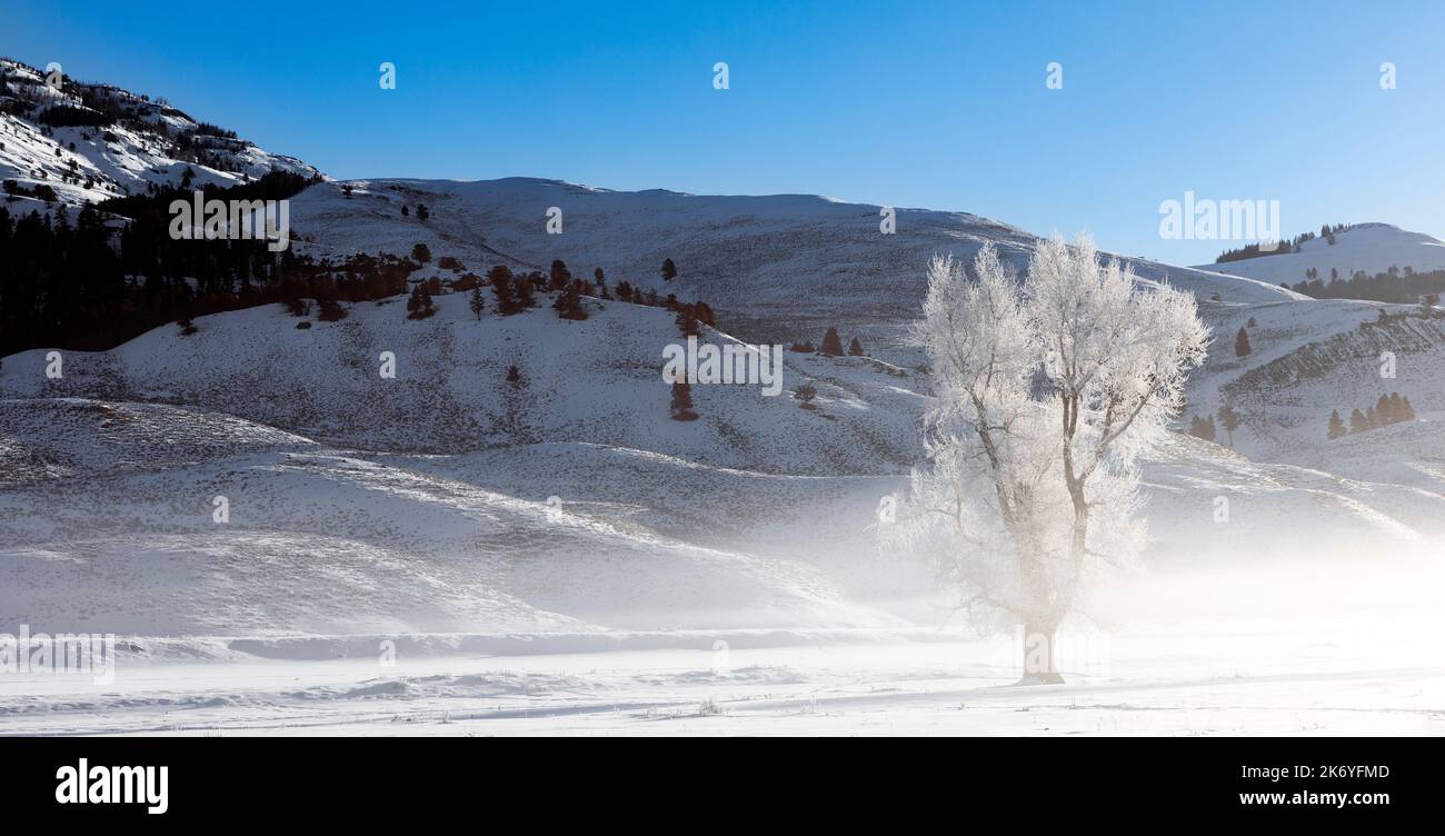 WY05134-00....Wyoming - Mattierte Bäume im Lamar Valley des Yellowstone National Park. Stockfoto