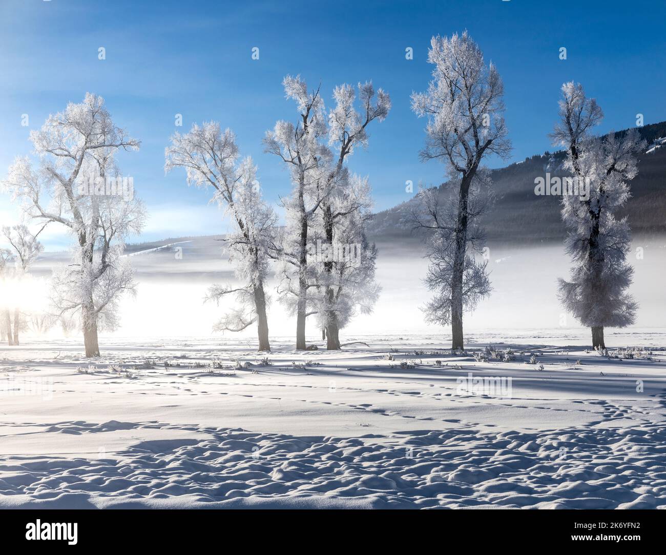 WY05135-00....Wyoming - Mattierte Bäume im Lamar Valley des Yellowstone National Park. Stockfoto