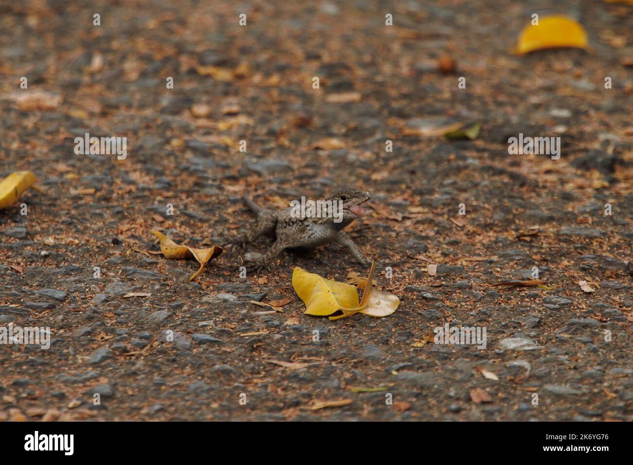 Niedliche braune kleine Eidechse vermischt mit dem Boden und umgeben von gelben Blättern Stockfoto