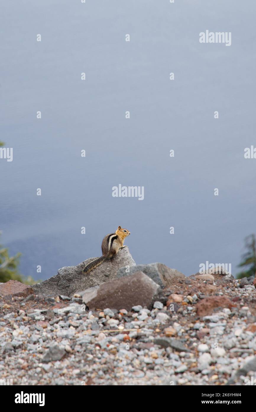 Niedlicher kleiner Chipmunk, der auf der Klippe des Crater Lake steht Stockfoto
