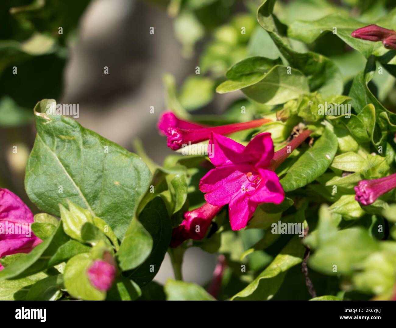 Nahaufnahme des blühenden Mirabilis jalapa (Marvel of Peru, japanische Wunderblume) Stockfoto