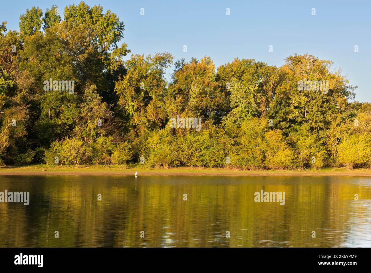 Großartige Reiher zum Angeln in Birdsong Creek, Tennessee National Wildlife Refuge Stockfoto