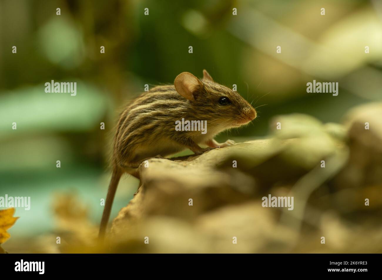 Tiere im Zoo - Maus Stockfoto