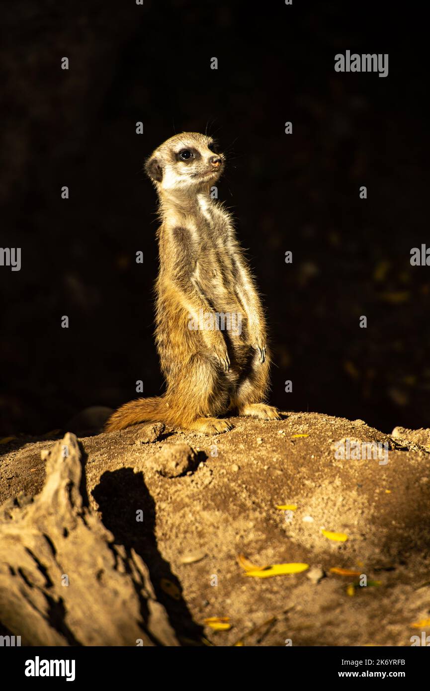 Tiere im Zoo - Erdmännchen Stockfoto