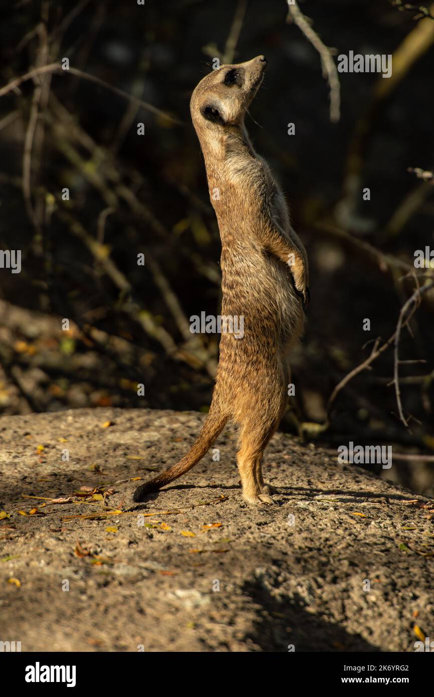 Tiere im Zoo - Erdmännchen Stockfoto