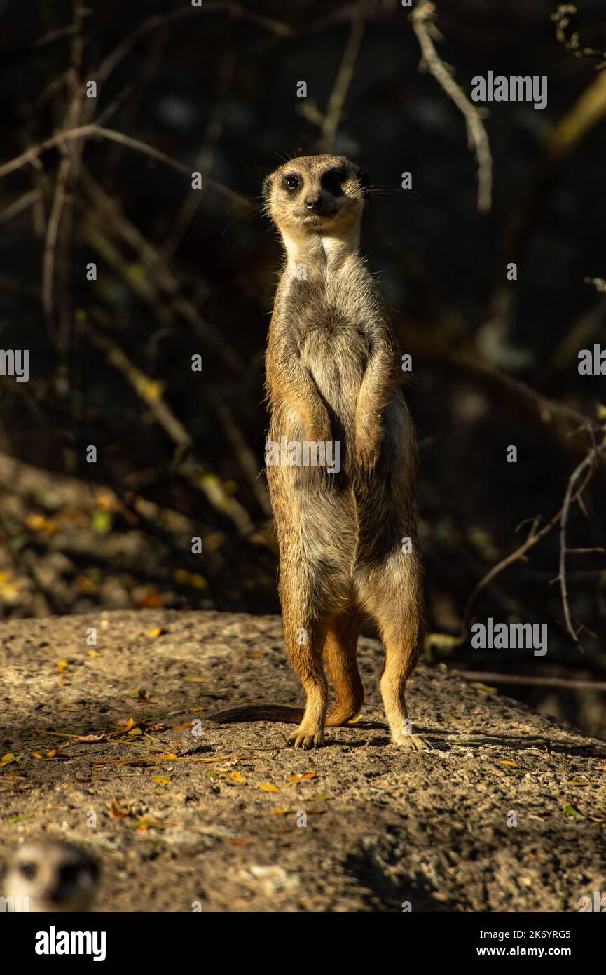 Tiere im Zoo - Erdmännchen Stockfoto