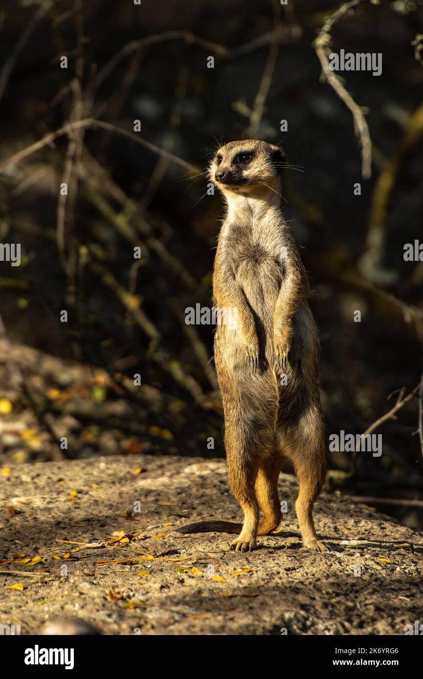 Tiere im Zoo - Erdmännchen Stockfoto