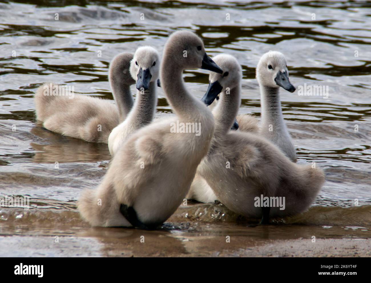 Eine Familie weißer Schwäne machte einen Spaziergang am Strand in der Nähe des Sees Stockfoto