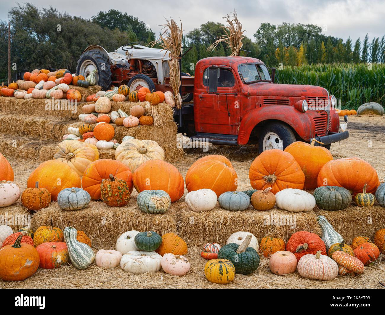 Eine Auswahl an farbenfrohen Kürbissen und Kürbissen sorgt für den saisonalen Touch eines neuen Herbstes Stockfoto