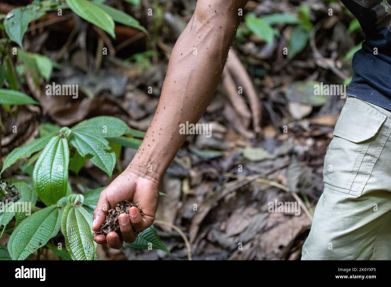 Viele kleine Ameisen auf einem Arm im ecuadorianischen Teil des Amazonas. Stockfoto