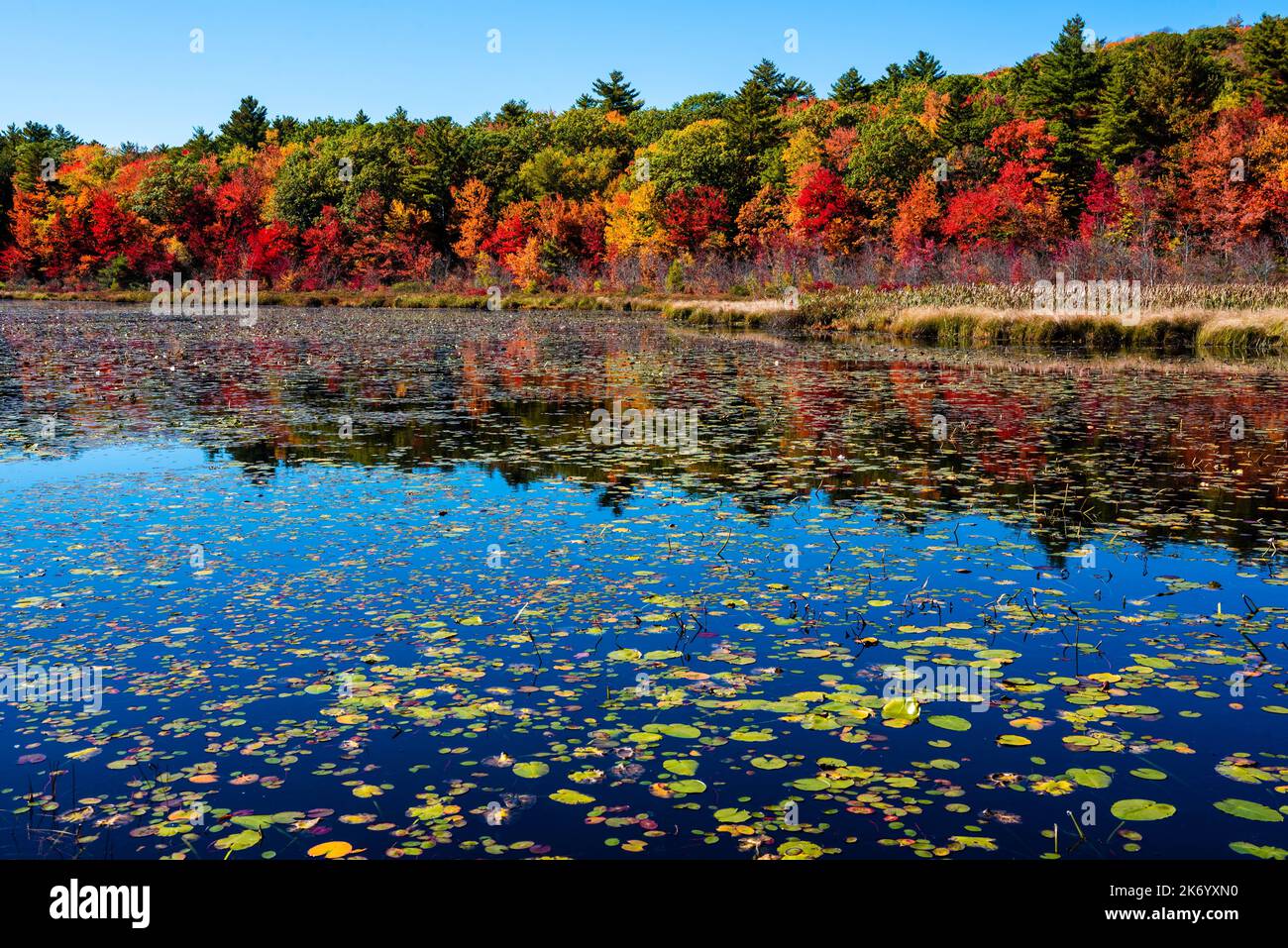 Wasserlilien und Herbstfarben Stockfoto