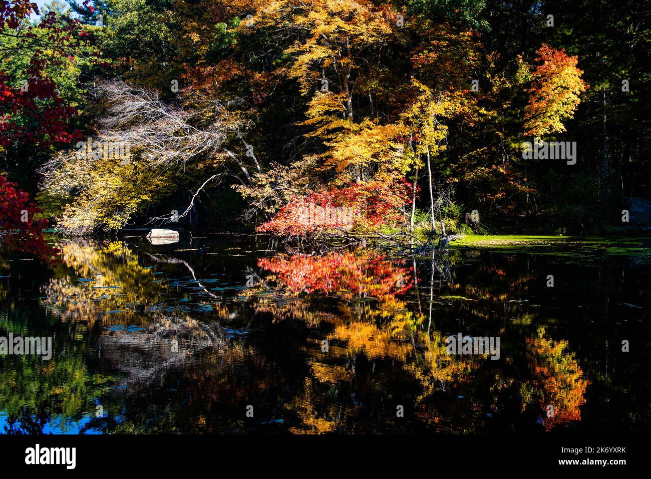 Herbstfarben von Bäumen, die sich auf einem schwarzen Teich spiegeln Stockfoto