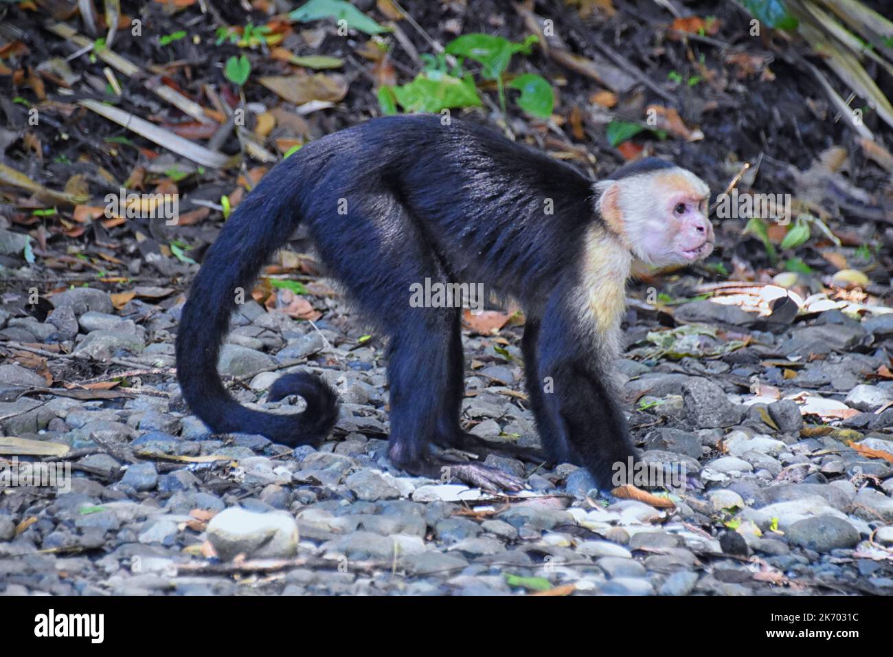 Schwarz-Weiß konfrontiert Affe in tropischen Wald. Kapuziner mit weißem Gesicht. Wildtierszene in Costa Rica. Mittelamerika. Stockfoto