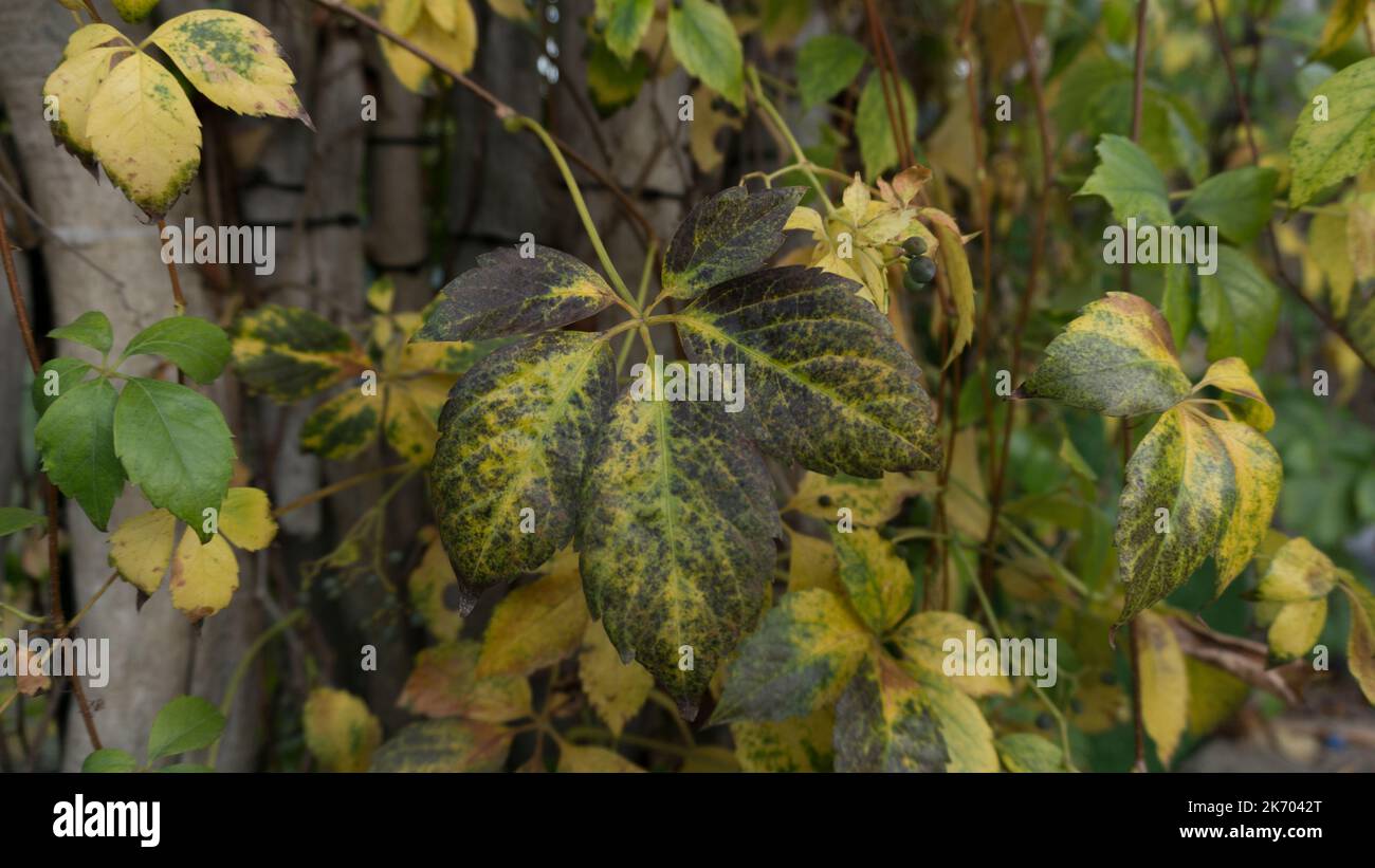 Nahaufnahme des Herbstblattes von gelb-grüner Farbe. Stockfoto