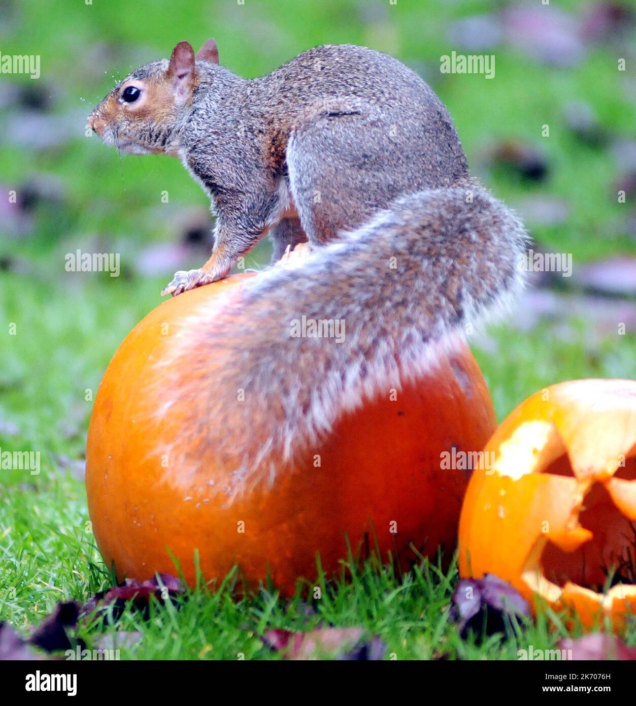 EIN EICHHÖRNCHEN MACHT SICH BEREIT FÜR HALLOWEEN IN EINEM GARTEN BEI FAREHAM, HANTS PIC MIKE WALKER 2015 ACHTUNG NEWS/BILDER HEILIGEN Als Vicky Freeman, 57, beschloss, als festliche Dekoration eine Halloween-Maske in ihrem Garten aufzuhängen, erwartete sie nicht, dass Sam, das Eichhörnchen, sich dem Spaß anschließen würde. Sam fand die Fledermaus-Maske bald nach seinem Geschmack, sah aus den Augenlöchern und animierte das schwarze Kostüm. Großmutter Vicky von Fareham, Hants sagte:’ Sam besucht regelmäßig unseren Garten und ist fast zahm. ‘’ Wir haben die Maske für unsere Enkel, Paul und Kerry aus der Kleiderlinie und das nächste, was wir kn Stockfoto