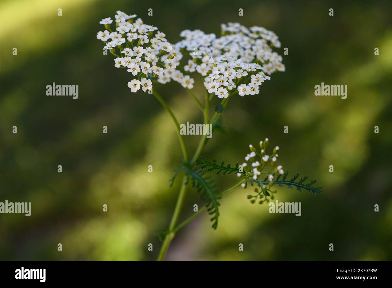 Weiße Schafgarbe Blumen auf verschwommenem Hintergrund Stockfoto