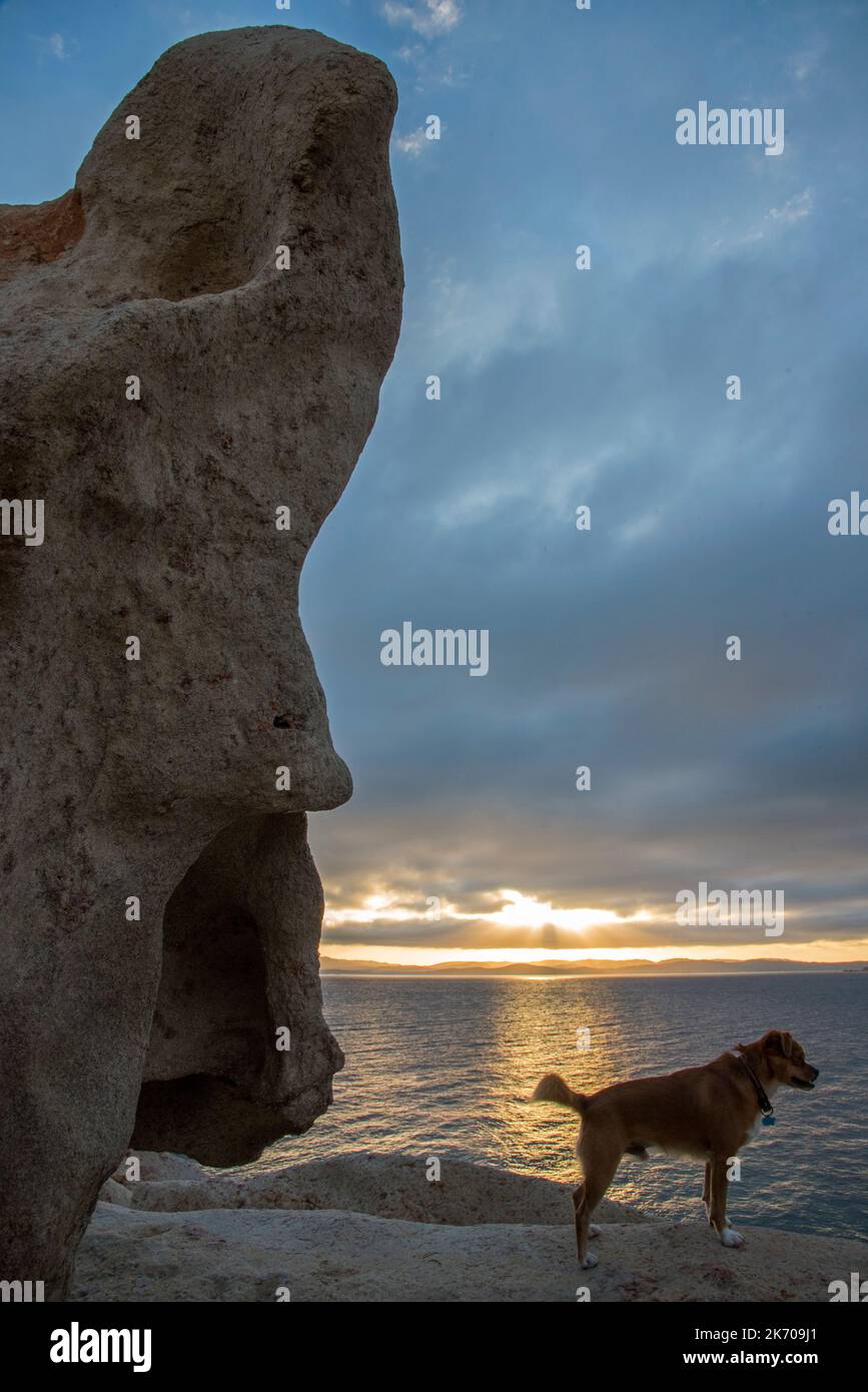 Il Cane al Tramonto Stockfoto
