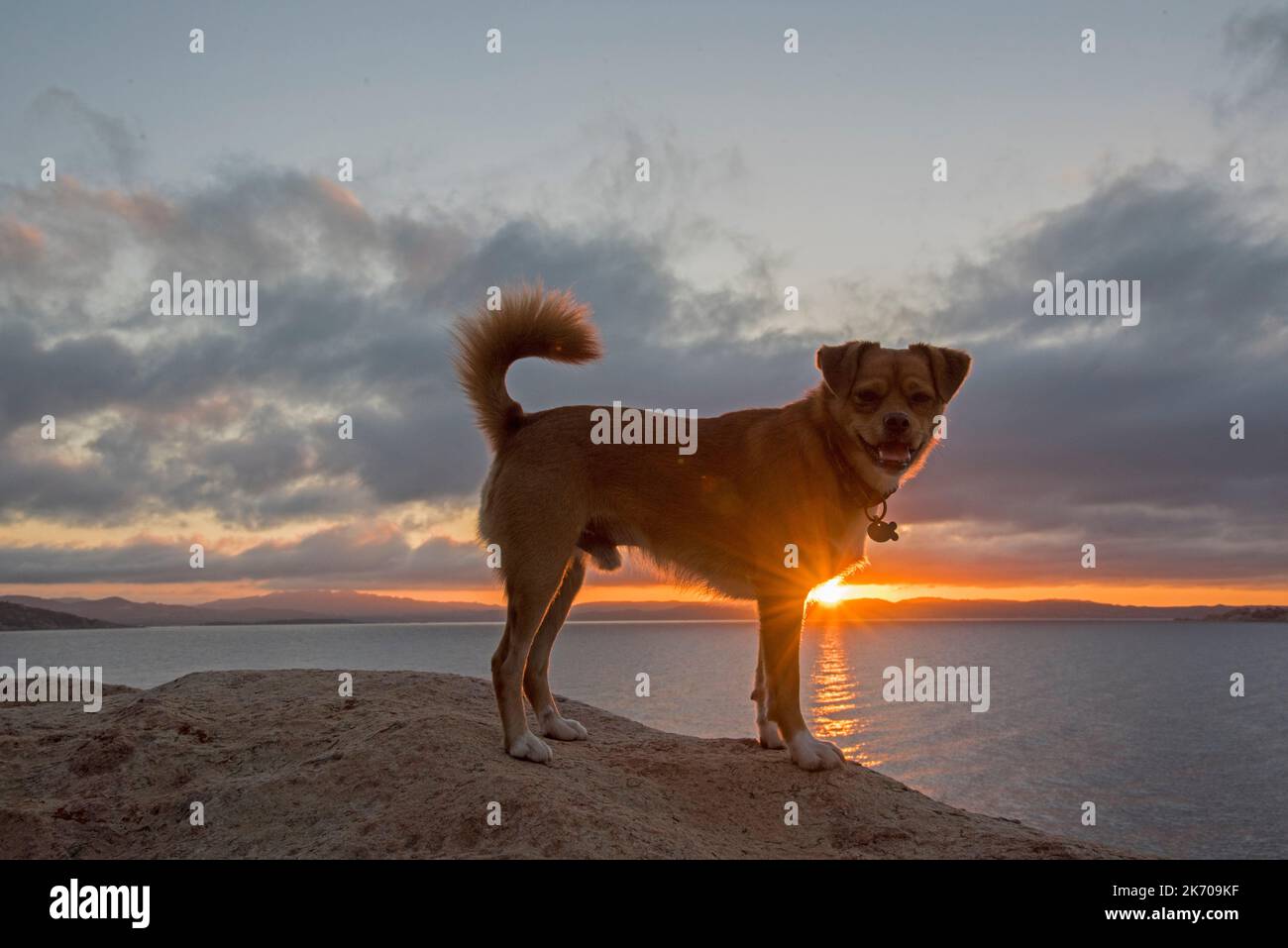 Il Cane al Tramonto Stockfoto