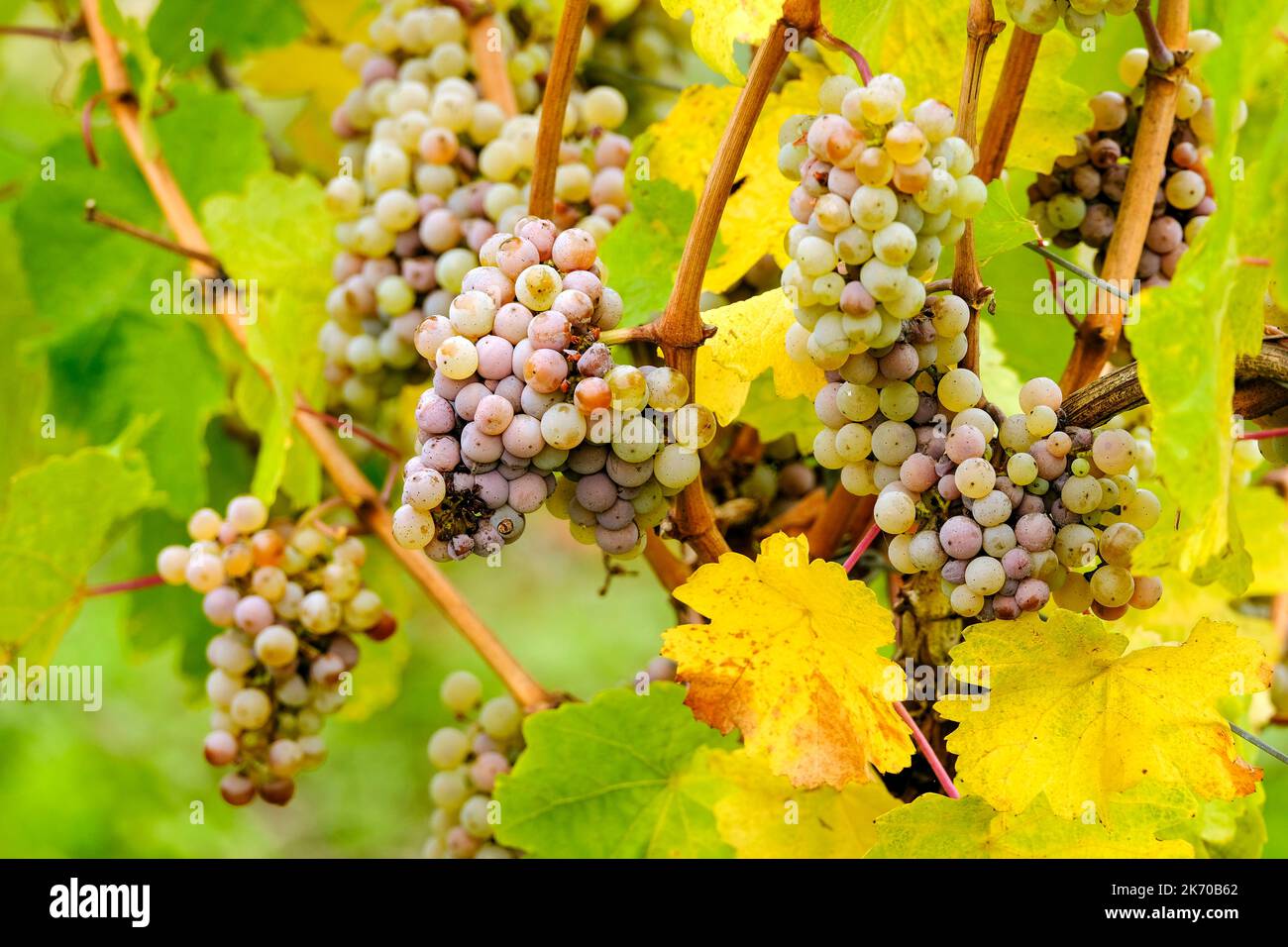 DEU, Deutschland, Deutschland, Rheinland-Pfalz, Bernkastel-Kues, 13.10.2022: reife Weintrauben im Herbst kurz vor der Lese in einem Weinberg bei Bernkaste Stockfoto