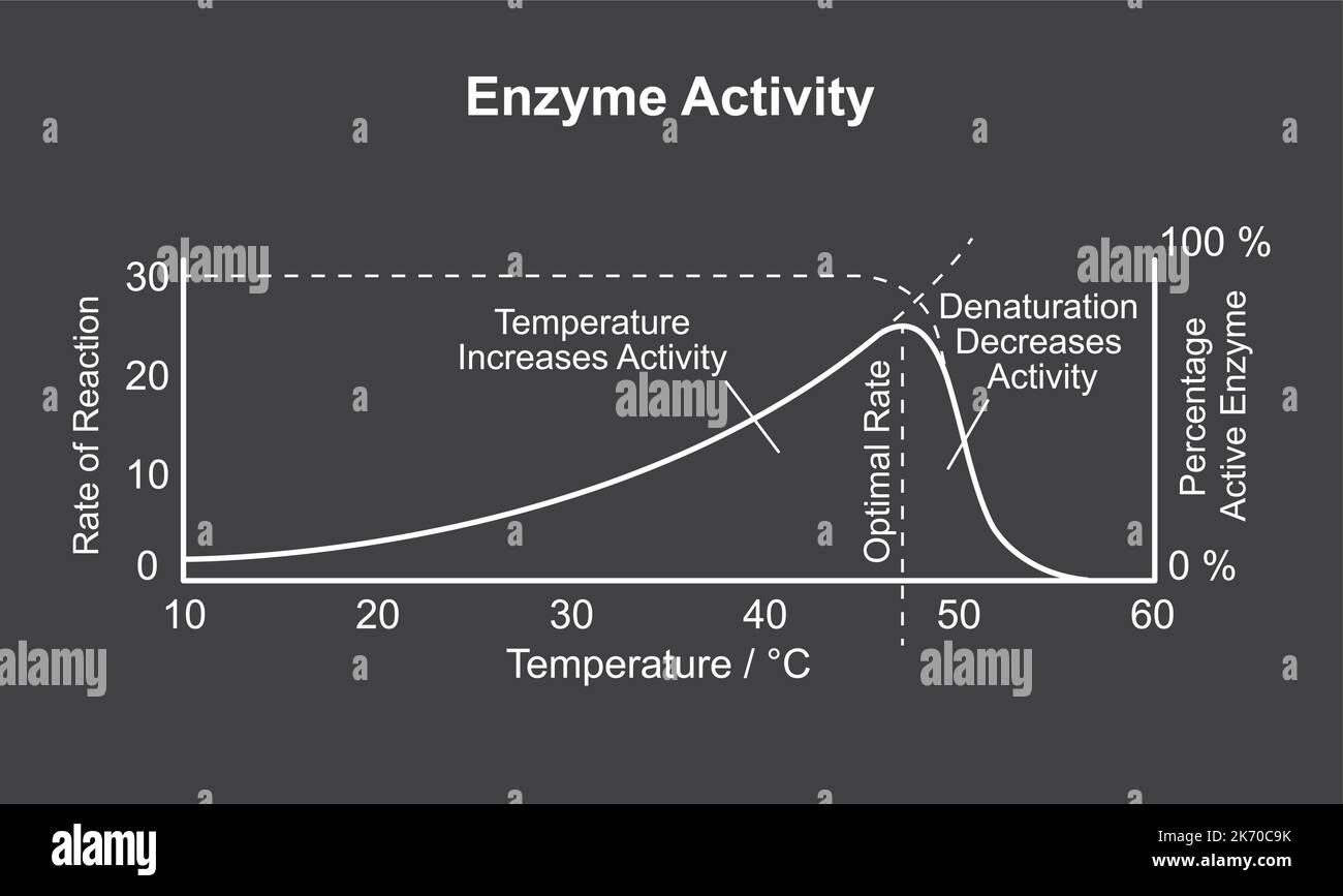 Wissenschaftliche Gestaltung der Enzymaktivitätskurve. Bunte Symbole. Vektorgrafik. Stock Vektor