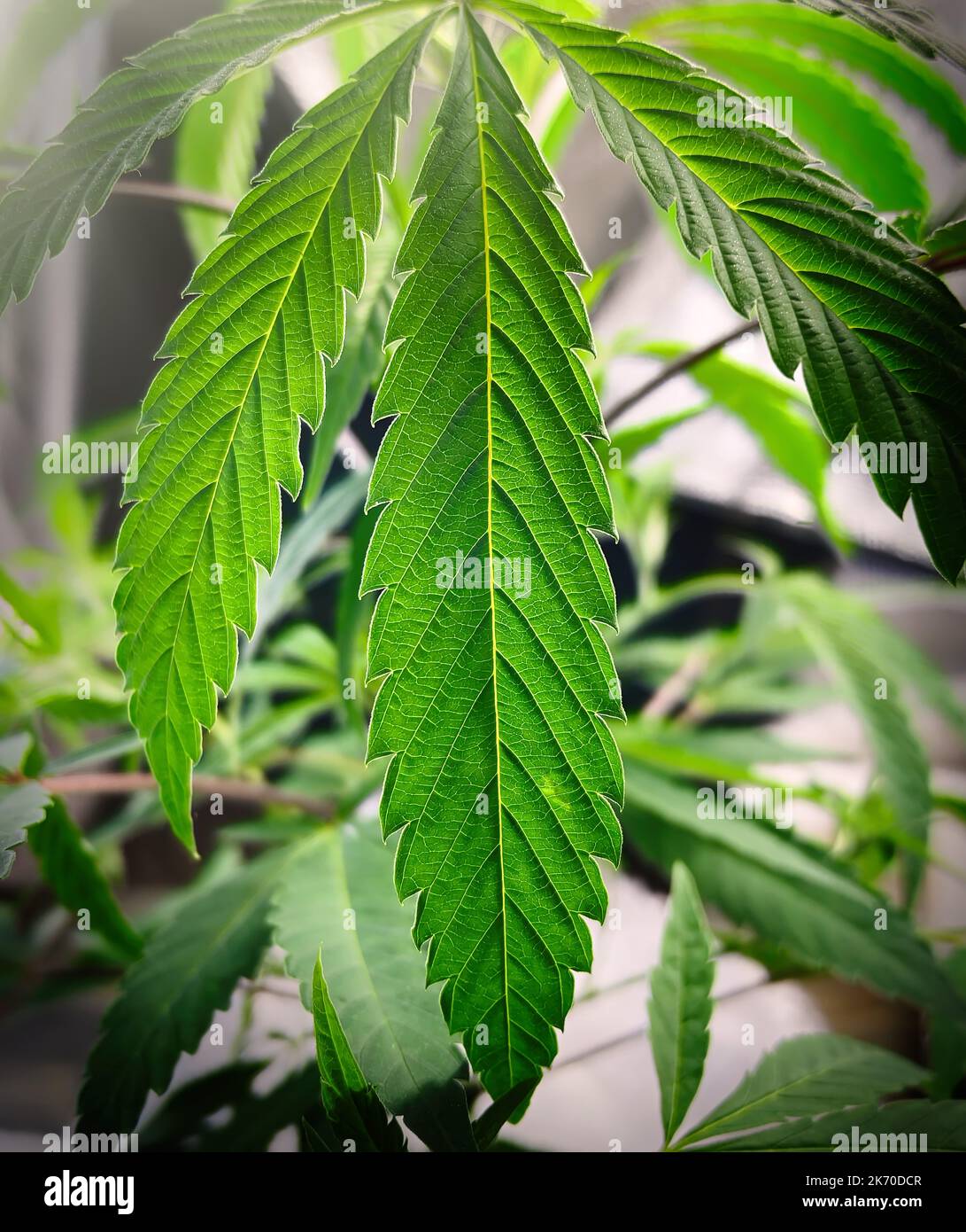 Makro-Nahaufnahme der Blattdetails von medizinischem Cannabis der Pflanze Stockfoto