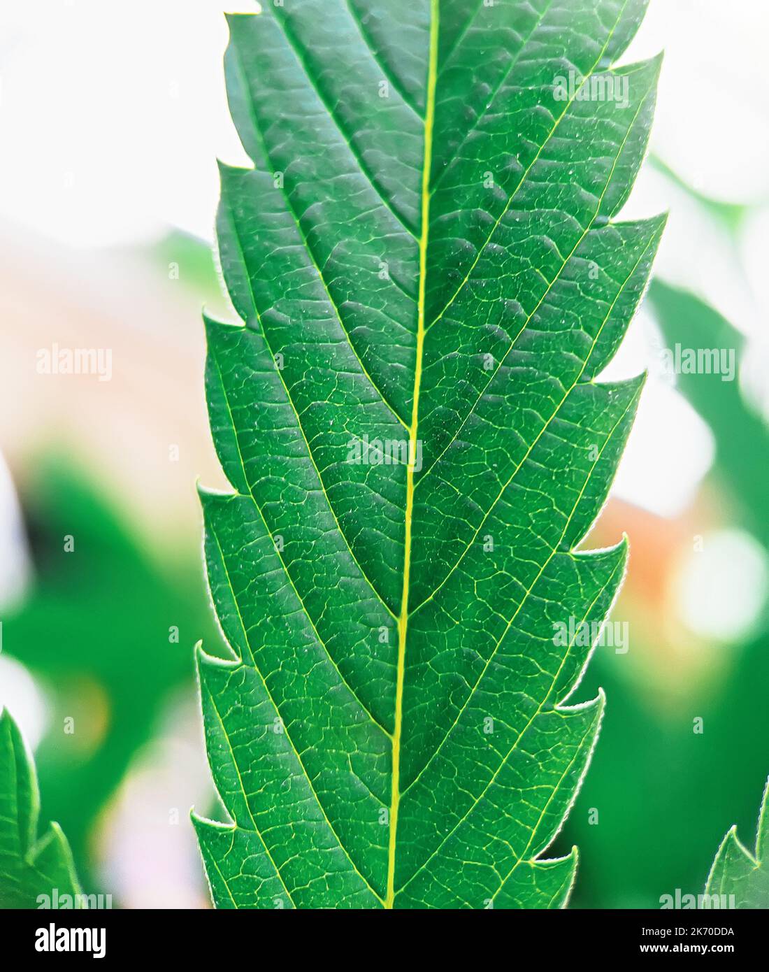 Makro-Ultra-Nahaufnahme von Medical Cannabis-Blattdetails der Pflanze Stockfoto