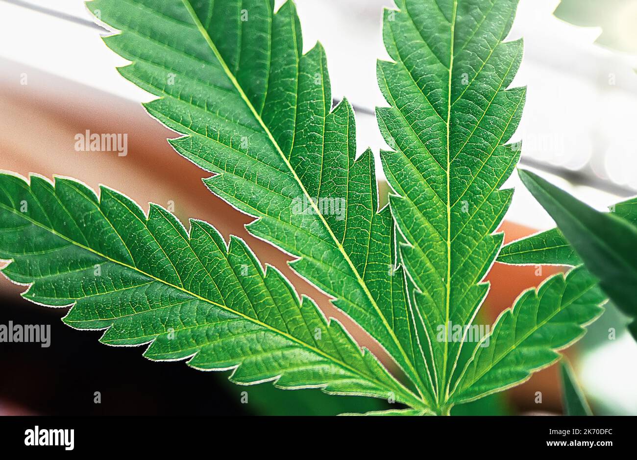 Makro-Nahaufnahme der Blattdetails von medizinischem Cannabis der Pflanze Stockfoto