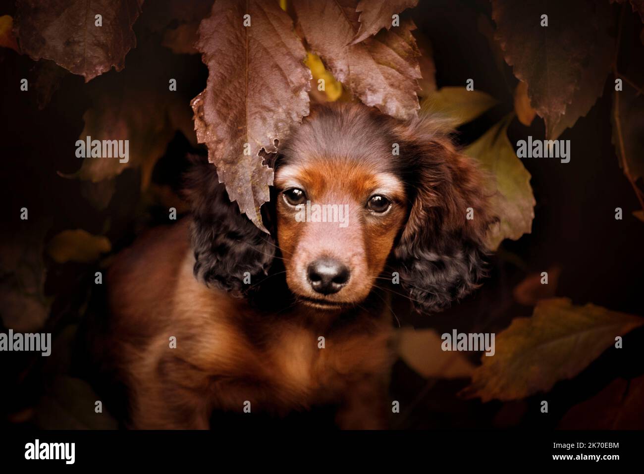 Porträt eines langhaarigen Dackel-Welpen. Stockfoto