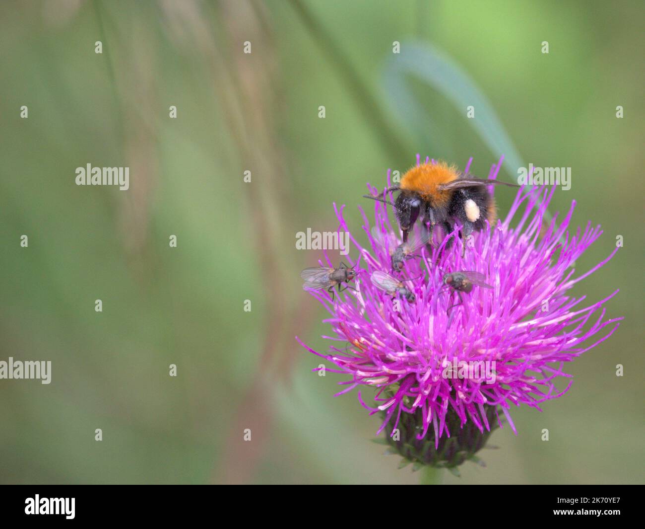 Hummel und Fliegen auf einer Distel Stockfoto