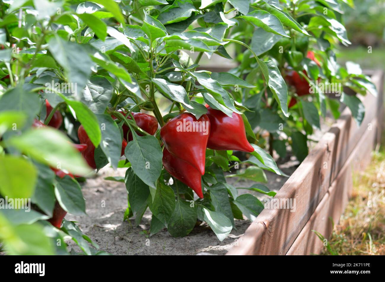 Reifer roter Pfeffer wächst auf einem Hochbett im Gemüsegarten. Konzept des Anbaus Ihrer eigenen Bio-Lebensmittel. Stockfoto
